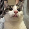子猫の里親募集中！