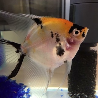 トリカラーエンゼルフィッシュの里親募集
