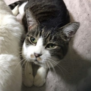 静かで動じない松さん♀のんびり静かに暮らしたい