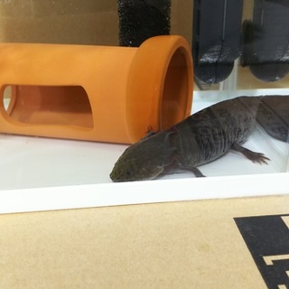 ウーパールーパー マーブル