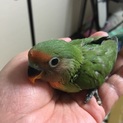 コザクラインコの里親を探しています