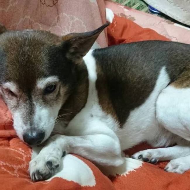 縷紅のカバー写真