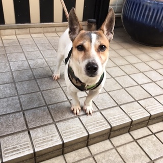 おかげ様で里親さんが決まりました