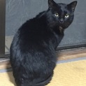 甘えん坊の黒猫 ノアくん 