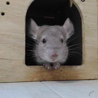 チンチラの里親募集