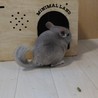 チンチラの里親募集 サムネイル2