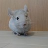 チンチラの里親募集 サムネイル4