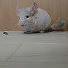 チンチラの里親募集 サムネイル5