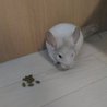 チンチラの里親募集 サムネイル6