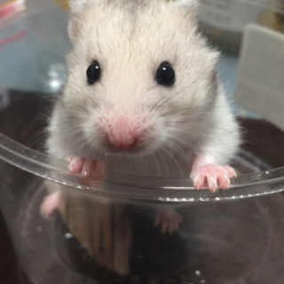 シリアンハムスターの里親様募集しております。