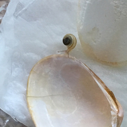 「孵化」サムネイル2