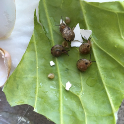 「孵化」サムネイル3