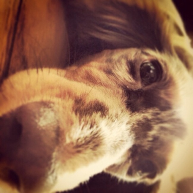 しょこらむのカバー写真