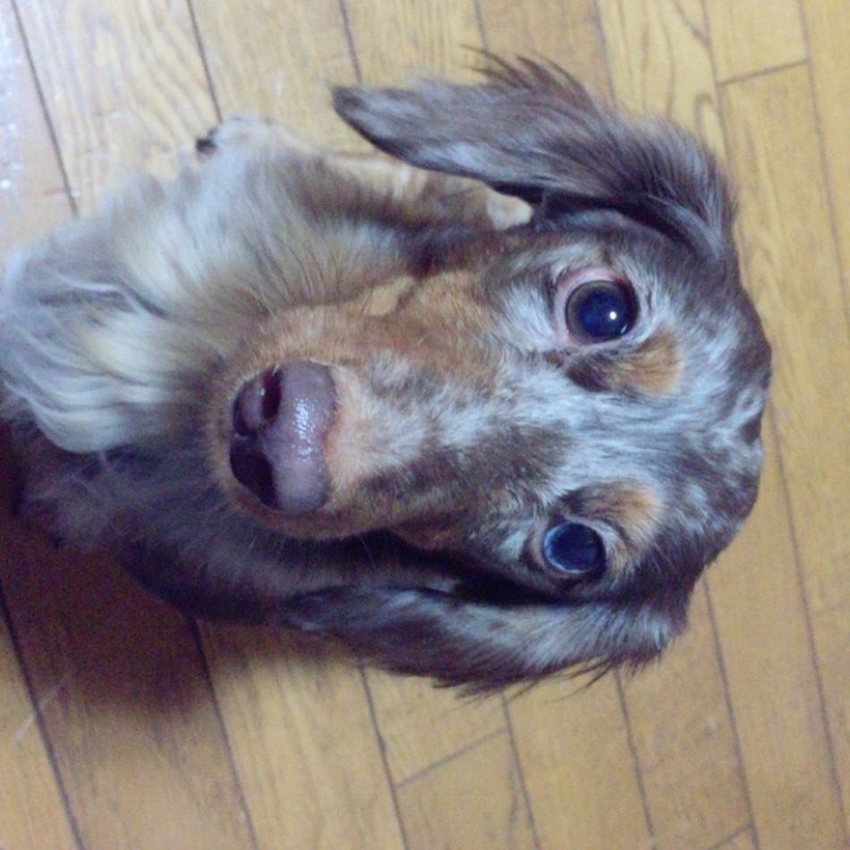 ショコラのカバー写真