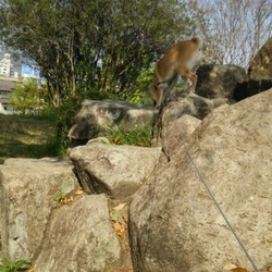 「石山登り」サムネイル3