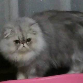 ※募集停止中◎ペルシャ♂・ふわふわのイケにゃん◎