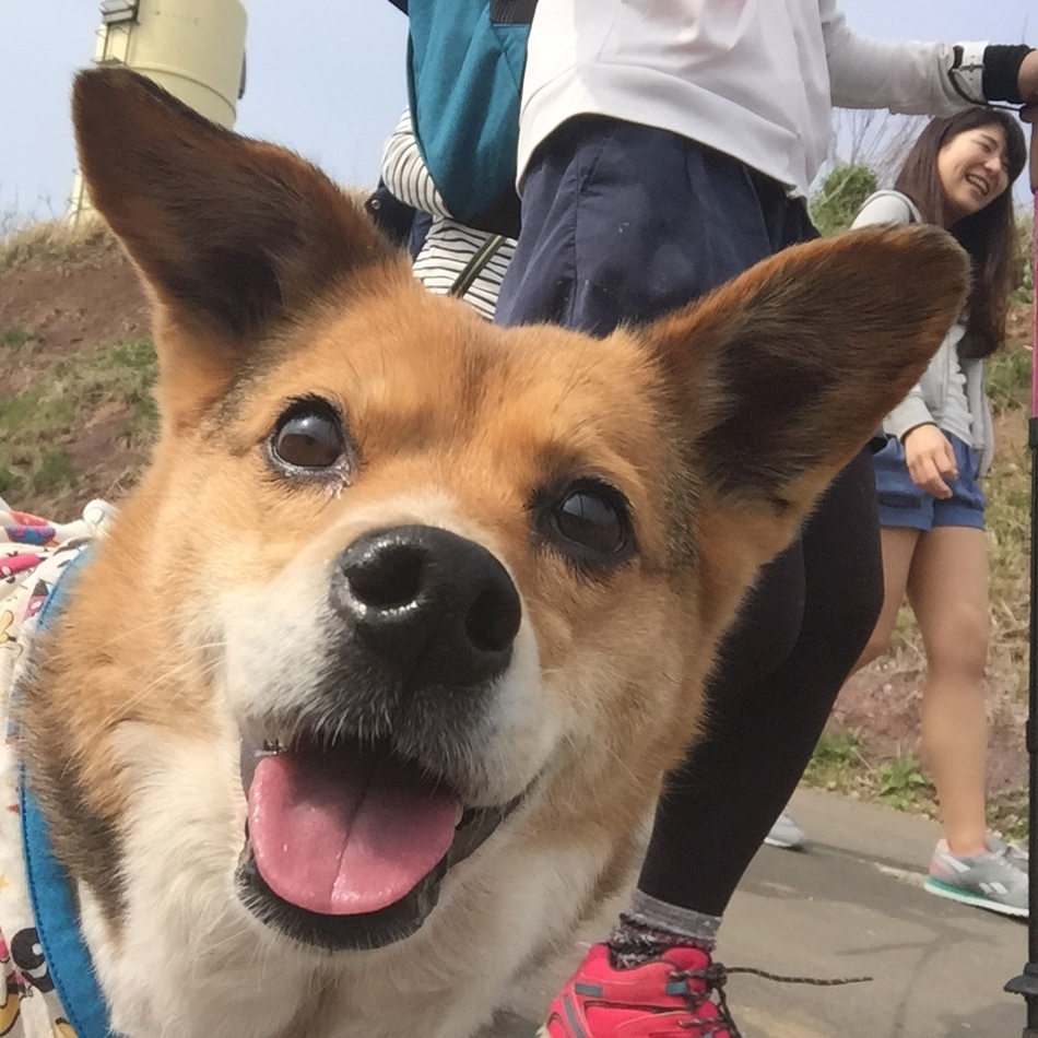 りんごのカバー写真
