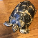 ギリシャリクガメの女の子です