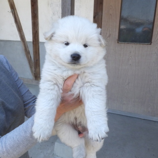 真っ白なふわもこ男子、太郎くん