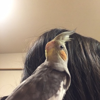 オカメインコの里親募集