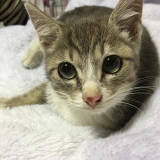 【募集中】瞳が大きな癒し系子猫♡抱っこ大好きです