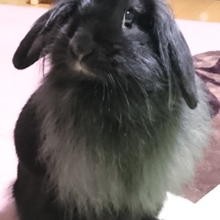 ロップイヤー 里親募集 ♀