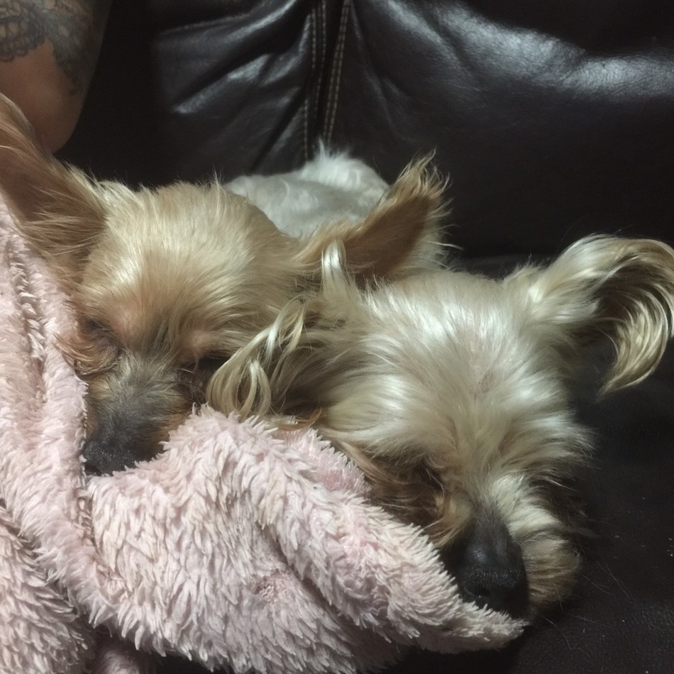 セナのカバー写真