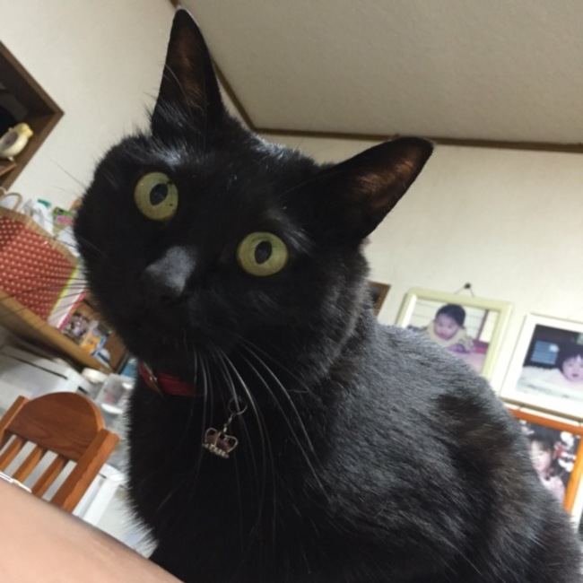 cocoにゃんのカバー写真