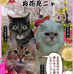 見ないと損ニャ♪猫と一緒のお花見の記事更新ニャ