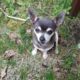 お見合決定☆チワワスムースの女の子☆エレナ