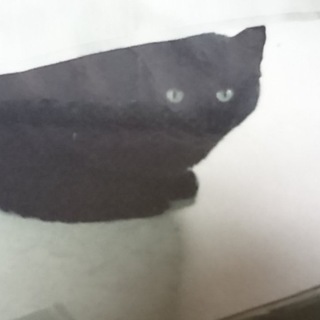 飼育者要介護となり適切な飼育が出来なくなっています