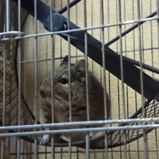 Lunaticのカバー写真