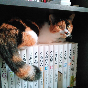 くるねこの上にくる猫