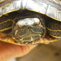 ミドリガメの女の子の里親さま募集。