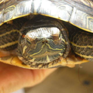 ミドリガメの女の子の里親さま募集。