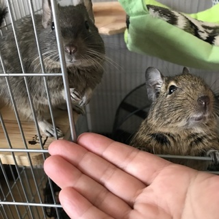 デグーの女の子1才2匹里親募集します。