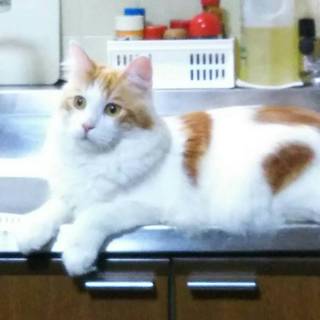 ※募集停止中◎メインクーン♂・茶白イケにゃんアポロ