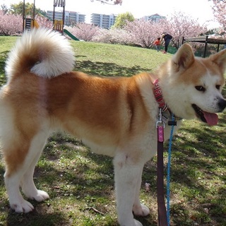 とても小柄で可愛い秋田犬の女の子です♪
