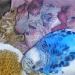 「抱っこ終了のお知らせ。」サムネイル1