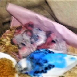 「抱っこ終了のお知らせ。」サムネイル2