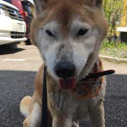 狂犬病予防注射