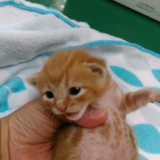 4月9日生まれ（推定）の茶トラの女の子　募集停止中