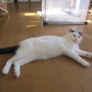 動画あり熊本っこのかまってももちゃん　