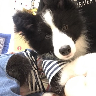 ペット可のマンションに引っ越せる事になったので終了