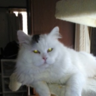 シャンプーしたら変身！！しました。