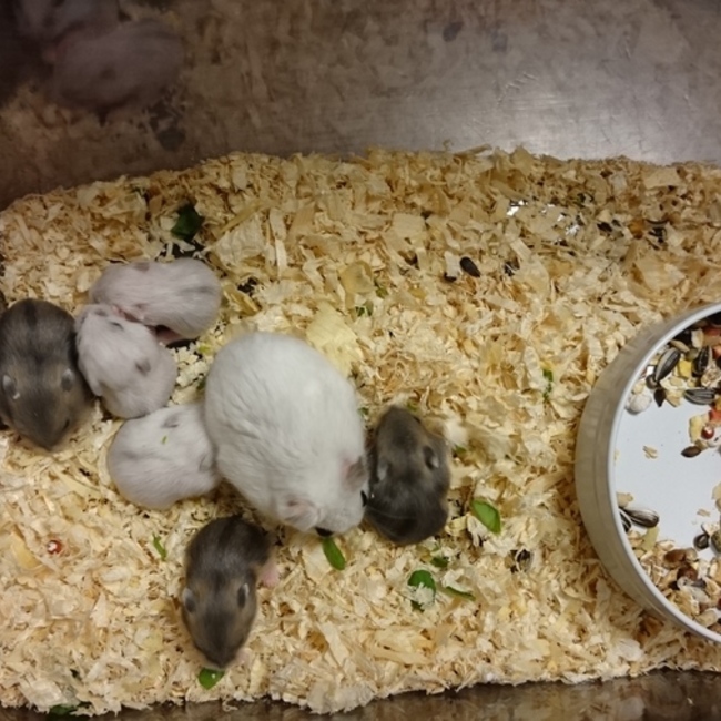 はっちんママのカバー写真