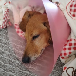 「もなかが誤食した。」サムネイル2