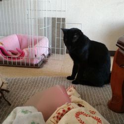 「もなかが誤食した。」サムネイル3