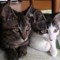 子猫生後３ヶ月の兄弟