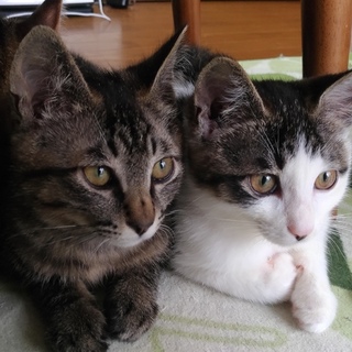 子猫生後３ヶ月の兄弟